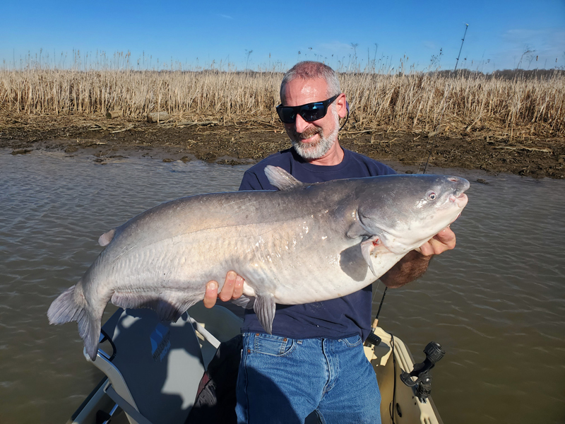 patuxent river catfish