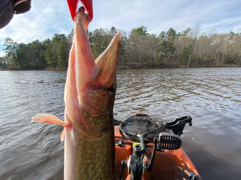 kayak fishing for pickerel