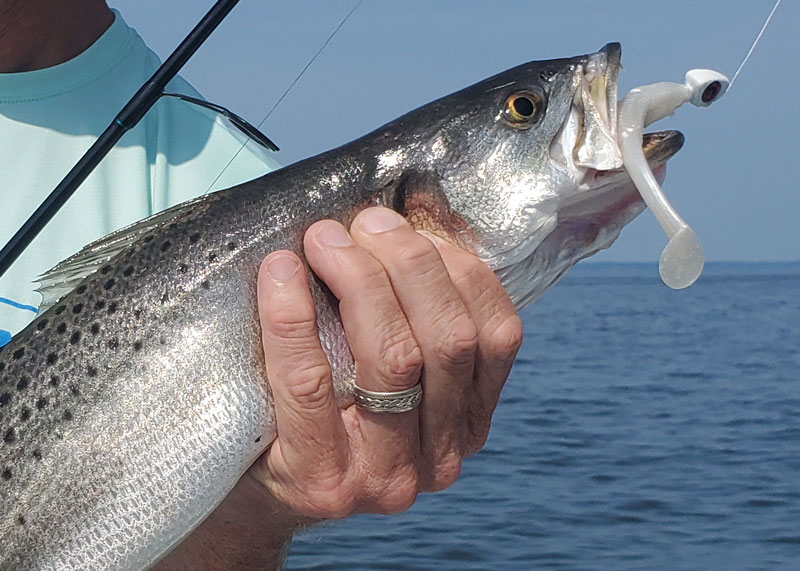 paddletail saltwater fishing lure