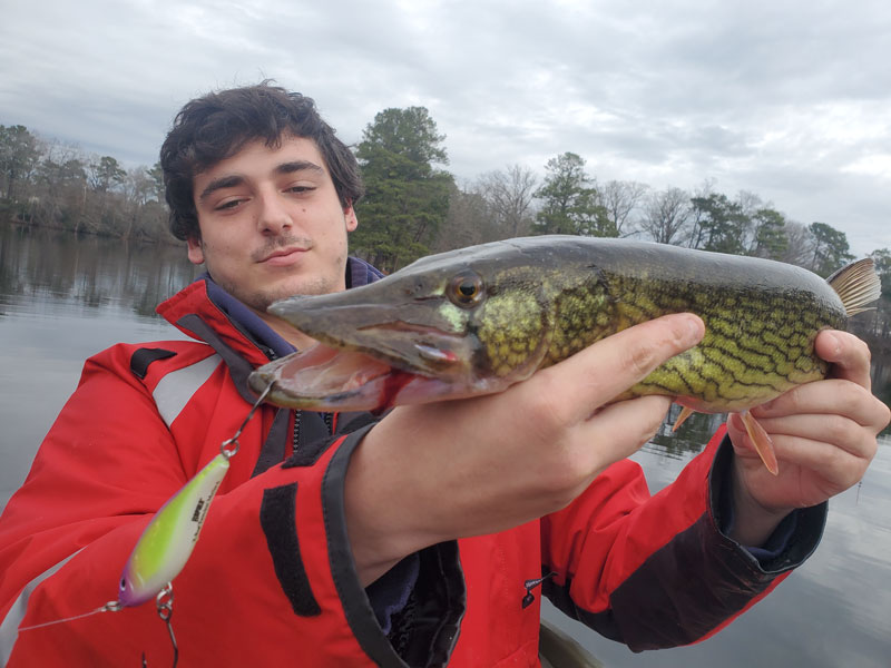 pickerel caught on a jerkbait