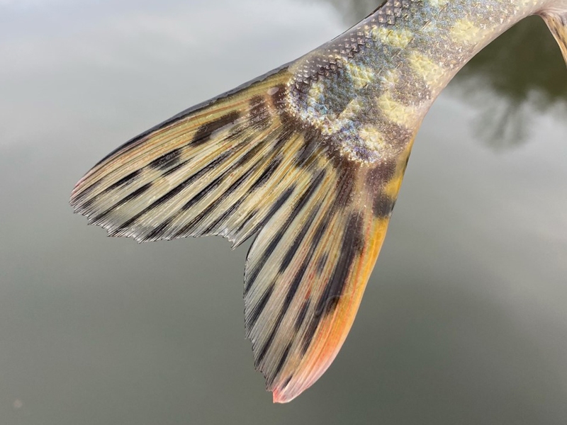 northern pike