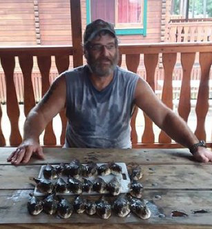 tons of puffer fish being caught