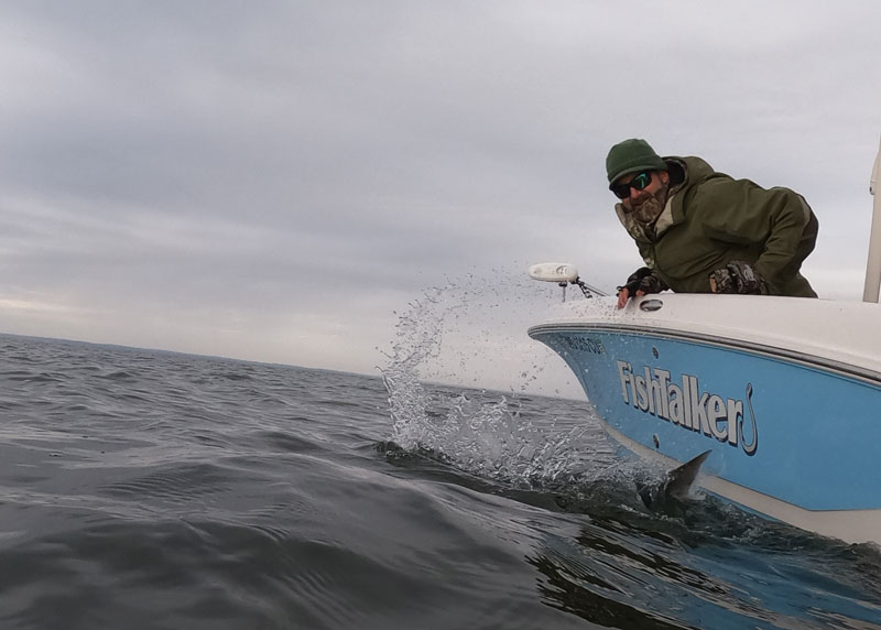 releasing a trophy rockfish