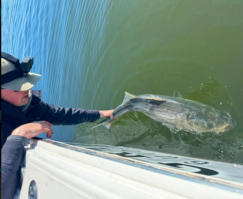 releasing a rockfish caught on chesapeake bay