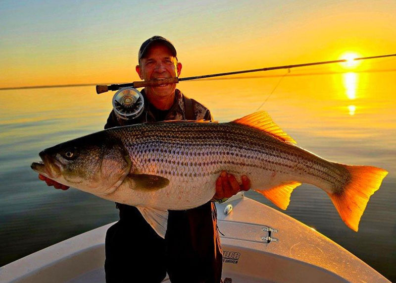 fly fishing for stripers