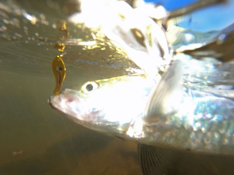 shad fishing with a spoon