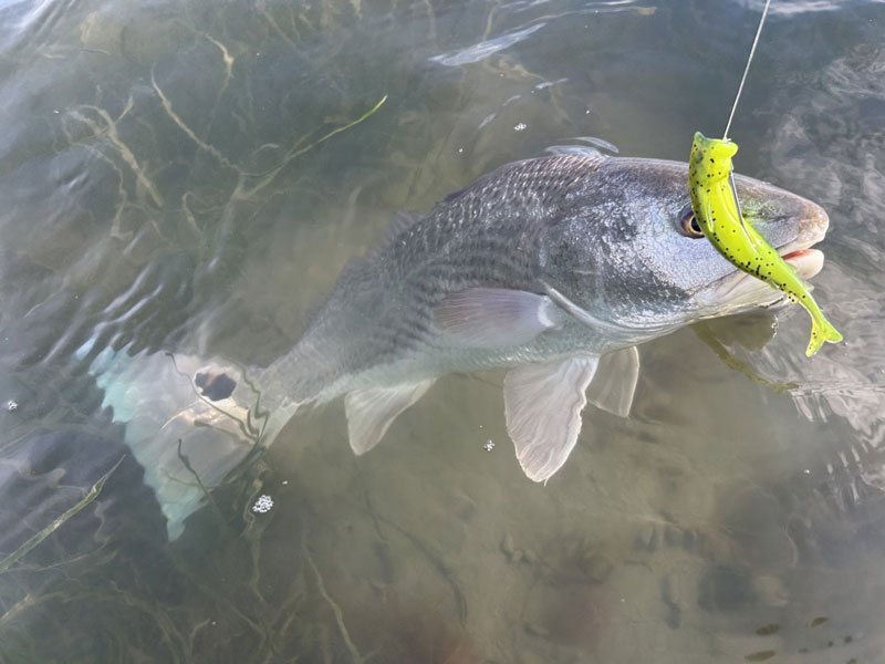 redfish caught sight fishing