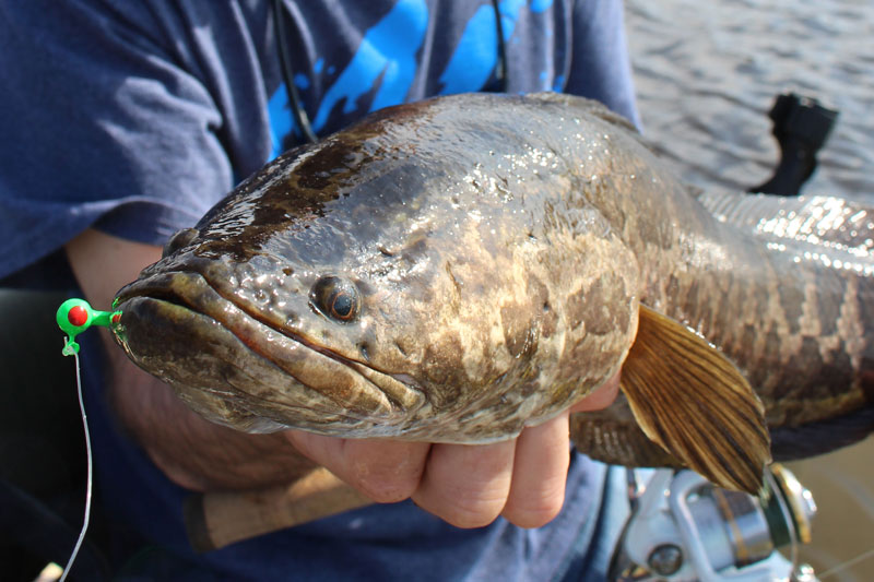 close up of a northern snakehead