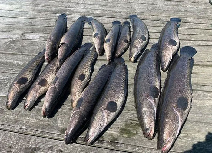 snakeheads caught in the potomac river