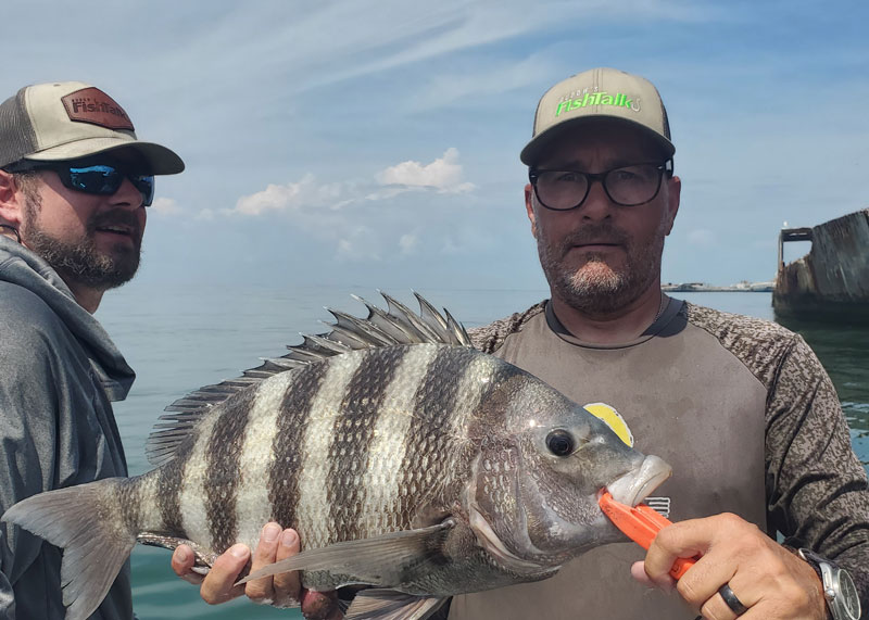 sheepshead at kiptopeake concrete ships