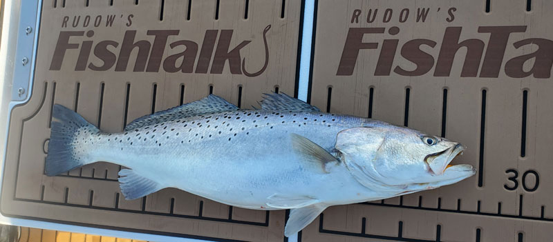 28 inch speckled trout