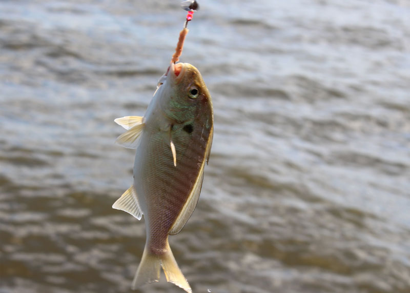 spot caught on a bottom rig