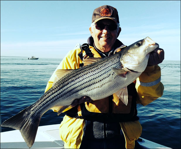 rockfish caught at calvert cliffs nuclear power plant