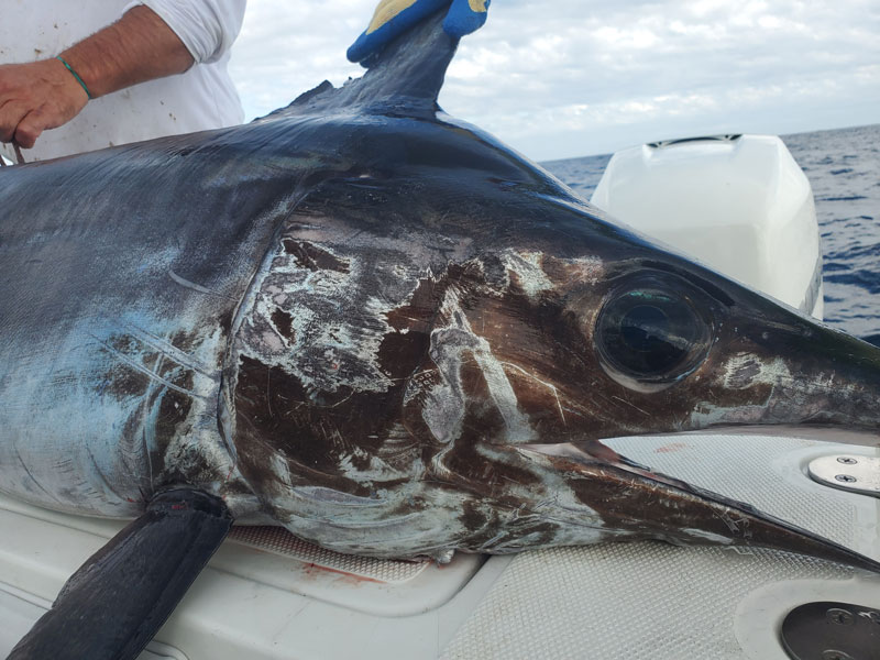big swordfish caught on a boat using a buoy line