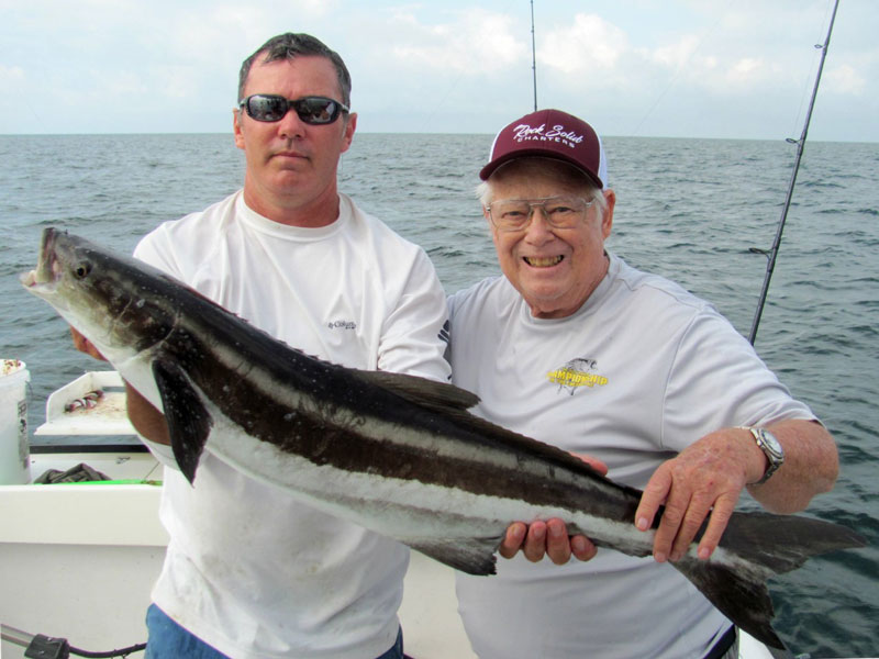 cobia in the tangier sound