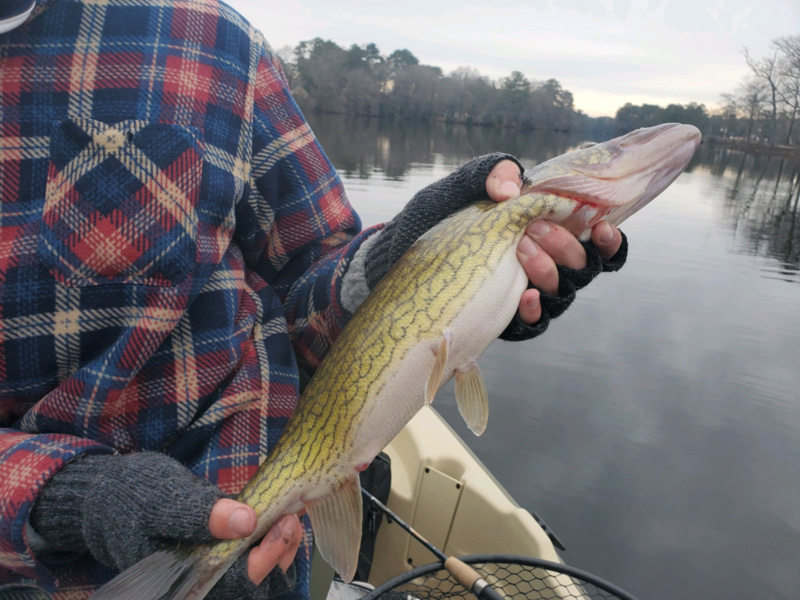 freshwater pickerel