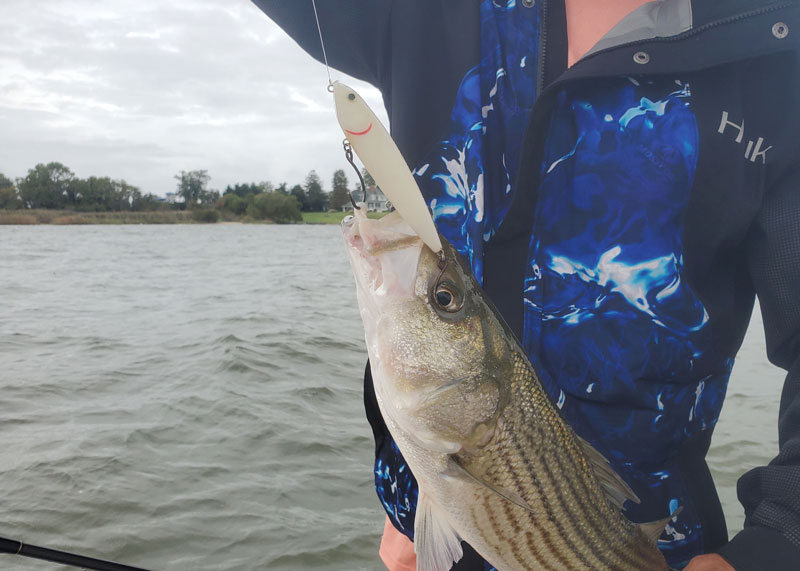 rockfish on topwater lure