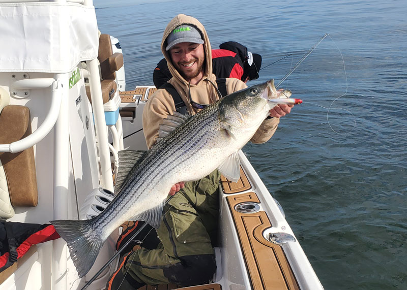 striped bass on topwater lure