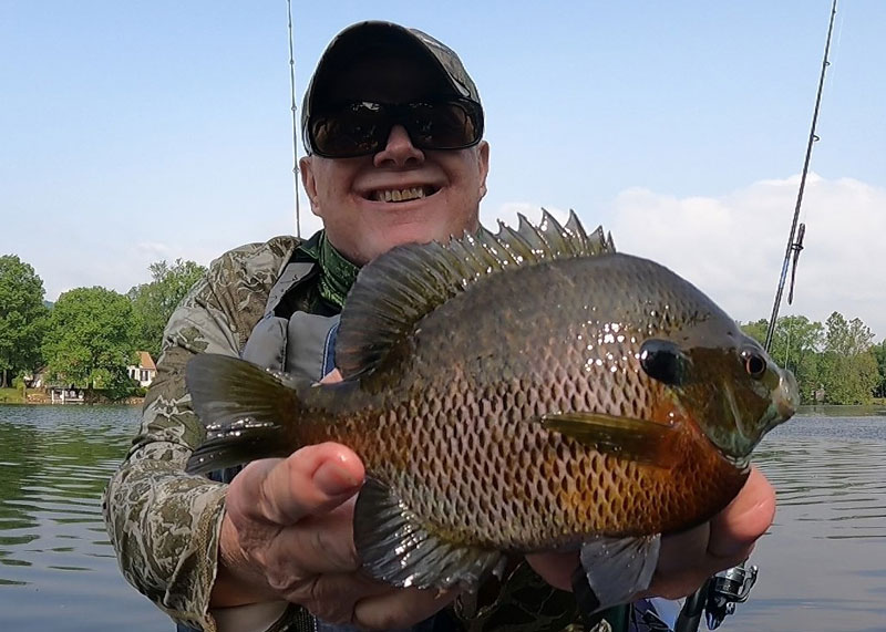giant bluegill caught fishing