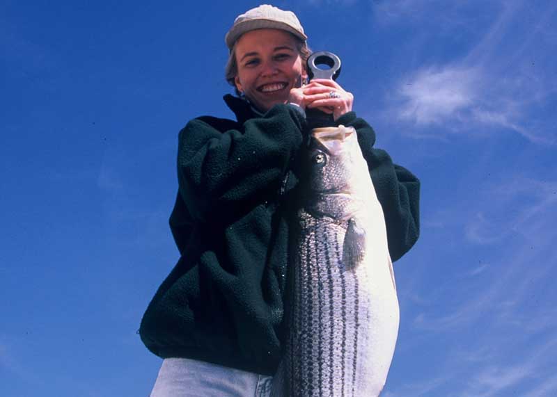 big striper on light tackle