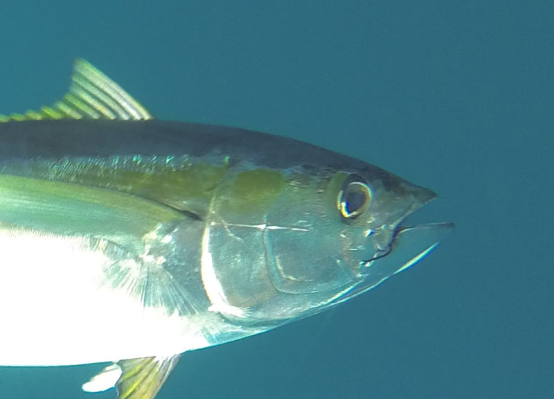 yellowfin tuna on a hook