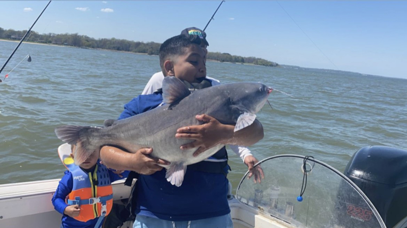 upper chesapeake catfish