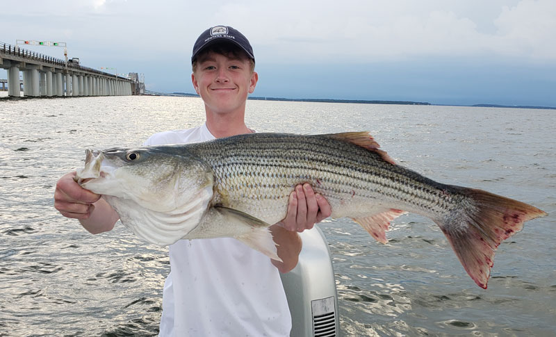 big striper at bay bridge