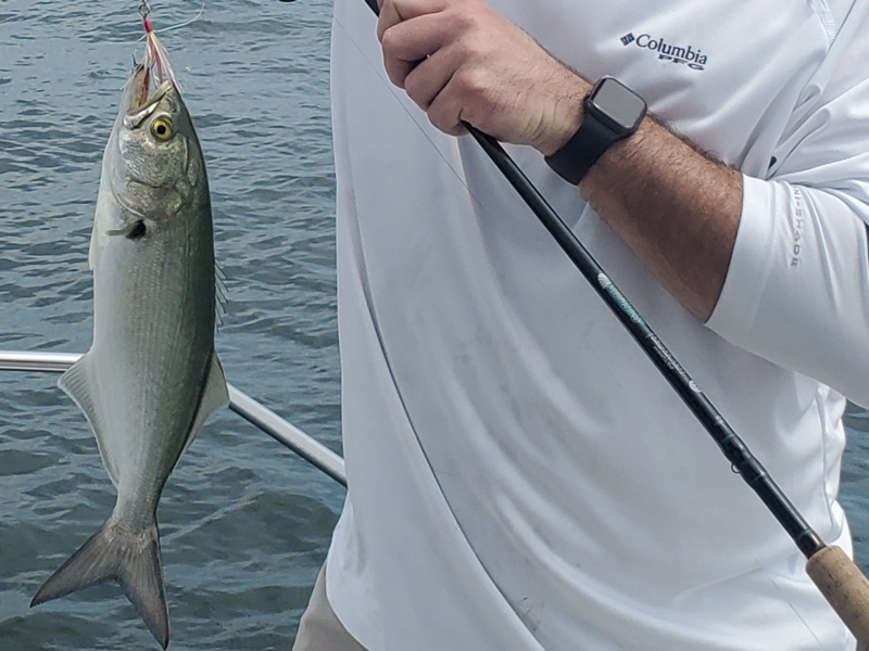 small bluefish