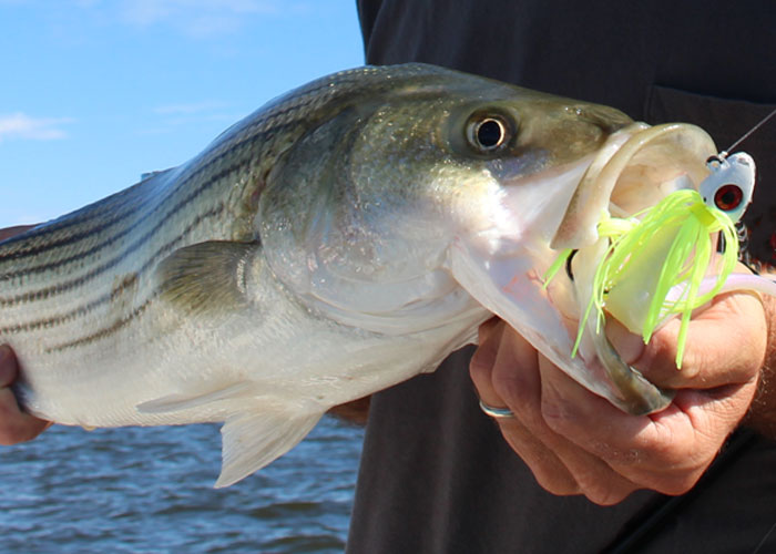 striped bass on jig
