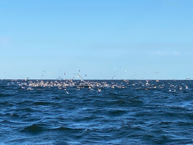 birds diving on bait