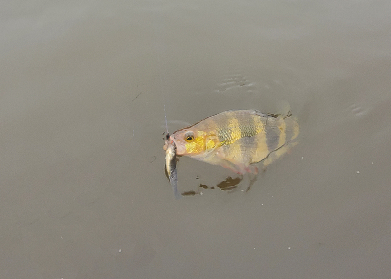 yellow perch in the water